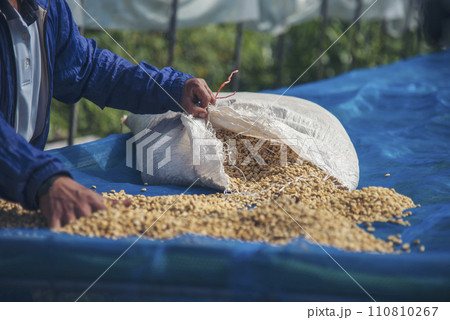 Close up Hand with Raw coffee beans heap dry green seed. Farmer's hands selected waste rod unroasted grain in eco farm. Arabica farm plant coffee bean agriculture objects. Sun dried Fresh black coffee 110810267