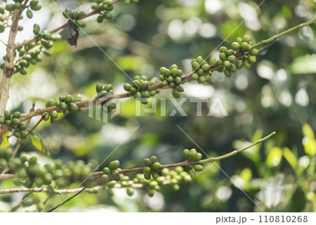 Green coffee bean berry plant fresh raw seed coffee tree growth in eco organic farm. Close up Green seed berries harvest arabica coffee garden. Fresh coffee bean green leaf bush ecology berry plant 110810268