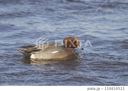 Swimming male Eurasian wigeon or European wigeon (Mareca penelope) 110810521