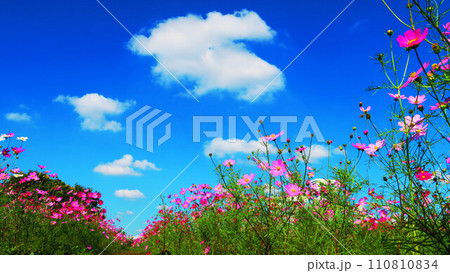 コスモスの花の美しい風景 110810834