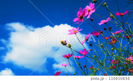 コスモスの花の美しい風景 110810838