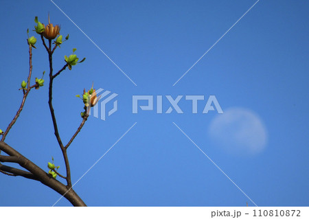月を背景に新芽と実の殻が付いた出たユリノキの枝/モクレン科 月を背景に新芽と実の殻が付いた出たユリノキの枝/モクレン科 110810872