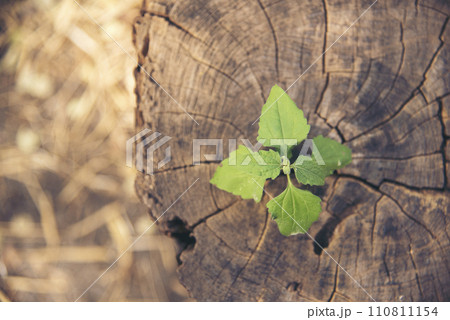 Green tree growing new life leaf on rotten wood Tree stump. Sustainable Lifestyle Green leaves of tree fresh plant texture in natural tropical garden. Grove greenery wooden ecology system concept Green tree growing new life leaf on rotten wood Tree stump. Sustainable Lifestyle Green leaves of tree fresh plant texture in natural tropical garden. Grove greenery wooden ecology system concept 110811154