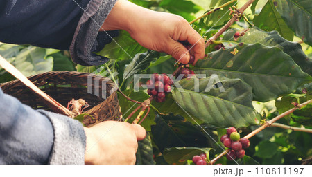 Close up hands harvest red seed in basket robusta arabica plant farm. Coffee plant farm woman Hands harvest raw coffee beans. Ripe Red berries plant fresh seed coffee tree growth in green eco farm 110811197