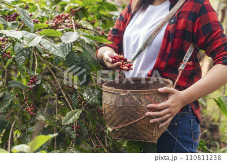 Close up hands harvest red seed in basket robusta arabica plant farm. Coffee plant farm woman Hands harvest raw coffee beans. Ripe Red berries plant fresh seed coffee tree growth in green eco farm 110811238