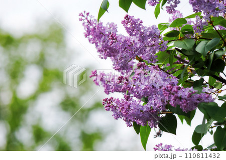 syringa vulgaris blossom in spring. floral nature background of purple lilac 110811432