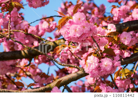closeup of cherry blossom on a sunny day. springtime wallpaper in april 110811442