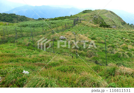 盛夏の伊吹山（滋賀県）、シカの食害でお花畑の消えた山頂 110811531