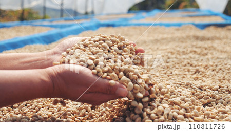Close up Hand with Raw coffee beans heap dry green seed. Farmer's hands selected waste rod unroasted grain in eco farm. Arabica farm plant coffee bean agriculture objects. Sun dried Fresh black coffee Close up Hand with Raw coffee beans heap dry green seed. Farmer's hands selected waste rod unroasted grain in eco farm. Arabica farm plant coffee bean agriculture objects. Sun dried Fresh black coffee 110811726