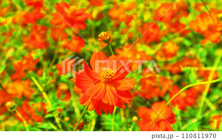 キバナコスモスの花のある風景 キバナコスモスの花のある風景 110811970