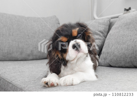 Portrait of handsome cavalier spaniel. Cute puppy is resting on the couch. Portrait of handsome cavalier spaniel. Cute puppy is resting on the couch. 110812233