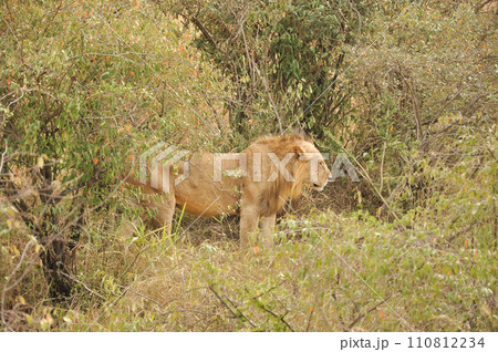 A mighty Lion roaming the vast expanses of Africa in a swanna during 110812234