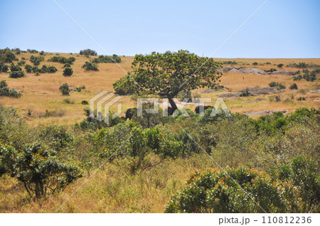 Dry trees on the savannah fields in Kenya, Africa. Dry trees on the savannah fields in Kenya, Africa. 110812236