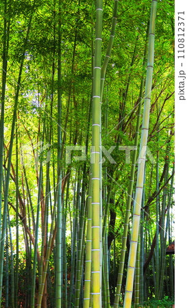 竹林の美しい風景 竹林の美しい風景 110812371