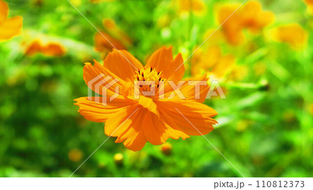 キバナコスモスの花の風景 110812373