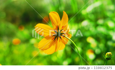 キバナコスモスの花の風景 キバナコスモスの花の風景 110812375