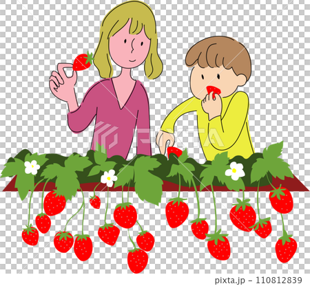 家長和孩子一起採草莓 家長和孩子一起採草莓 110812839