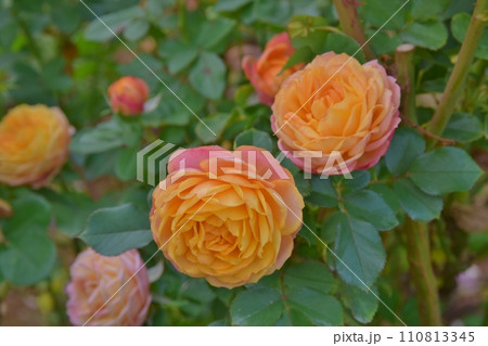 オレンジとピンクの薔薇　千葉 110813345