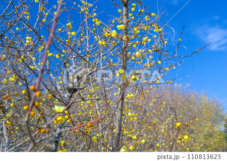 青空に映える黄色い花　ロウバイ 110813625