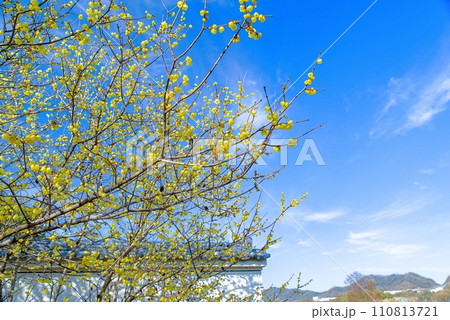 青空に映える黄色い花　ロウバイ 110813721