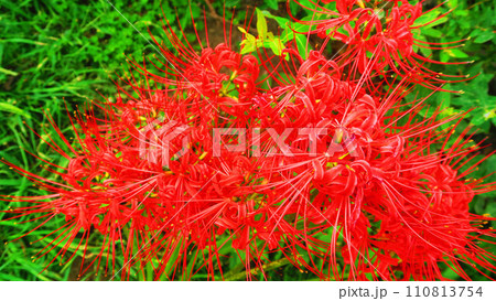 ヒガンバナのある風景 110813754