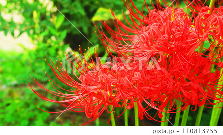 ヒガンバナのある風景 110813755