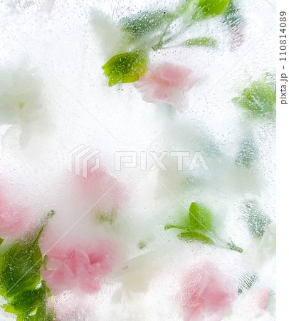 carnation, garden flowers frozen in ice. backgraund 110814089