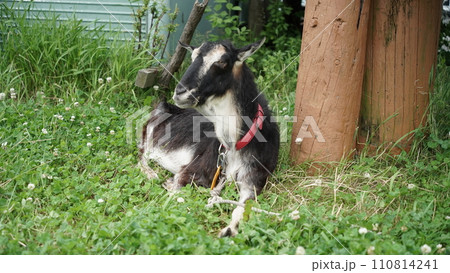 見つめるヤギ 見つめるヤギ 110814241