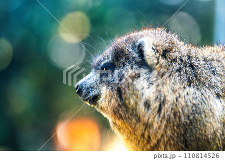 見つめるケープハイラックス 110814526