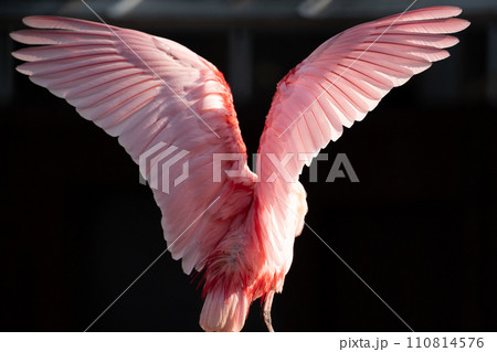 優雅に羽ばたく鳥 110814576