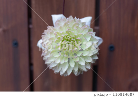 木のフェンスに咲いている八重咲のクレマチスの花 木のフェンスに咲いている八重咲のクレマチスの花 110814687