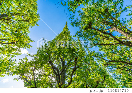 日本の東京都市景観 神宮外苑のいちょう並木。神宮外苑再開発に揺れる…＝令和5年8月10日 110814719