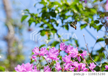 ミツバツツジの花に吸蜜にきたギフチョウ ミツバツツジの花に吸蜜にきたギフチョウ 110815280