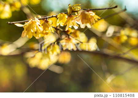 ソシンロウバイの黄色い花びら 110815408