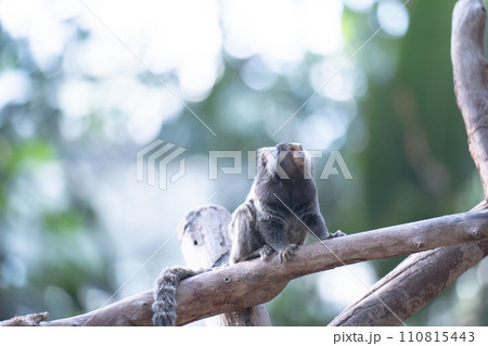 木の上で休むコモンマーモセット 木の上で休むコモンマーモセット 110815443