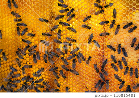 Abstract hexagon structure is honeycomb from bee hive filled Abstract hexagon structure is honeycomb from bee hive filled 110815481
