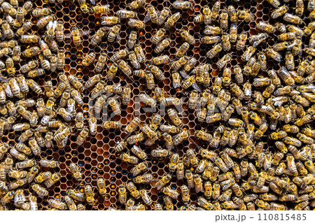 Abstract hexagon structure is honeycomb from bee hive filled Abstract hexagon structure is honeycomb from bee hive filled 110815485