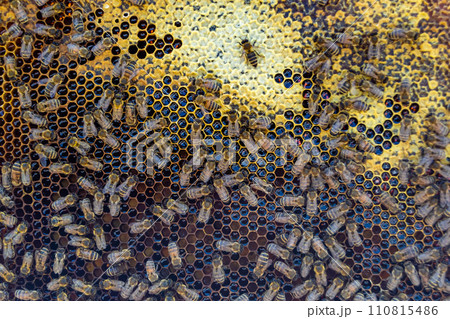 Abstract hexagon structure is honeycomb from bee hive filled Abstract hexagon structure is honeycomb from bee hive filled 110815486