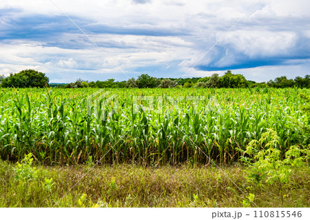 Photography on theme big corn farm field for organic harvest Photography on theme big corn farm field for organic harvest 110815546
