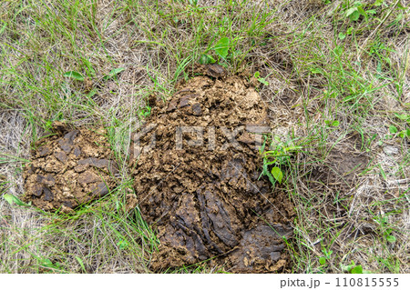 Photography on theme fresh cow dung lies on manure animal farm 110815555