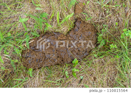 Photography on theme fresh cow dung lies on manure animal farm 110815564