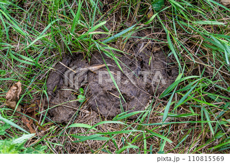 Photography on theme fresh cow dung lies on manure animal farm Photography on theme fresh cow dung lies on manure animal farm 110815569