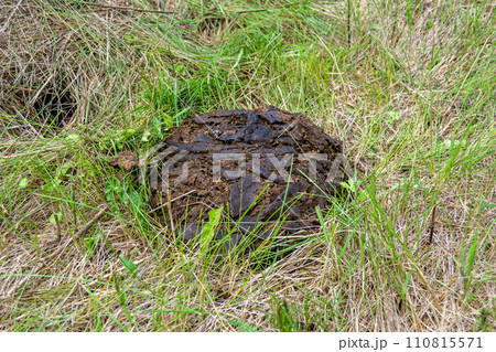 Photography on theme fresh cow dung lies on manure animal farm Photography on theme fresh cow dung lies on manure animal farm 110815571