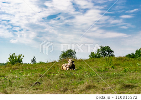 beautiful big milk cow grazes on green meadow under blue sky beautiful big milk cow grazes on green meadow under blue sky 110815572