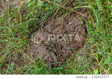 Photography on theme fresh cow dung lies on manure animal farm 110815577