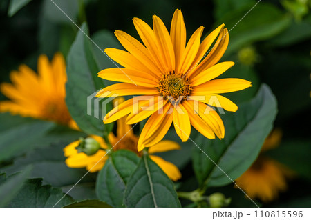 Fine wild growing flower aster false sunflower on background meadow Fine wild growing flower aster false sunflower on background meadow 110815596