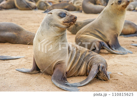 ミナミアフリカオットセイ ミナミアフリカオットセイ 110815625
