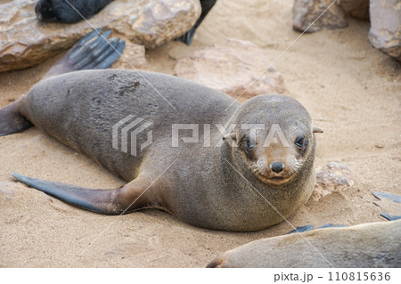 ミナミアフリカオットセイ 110815636