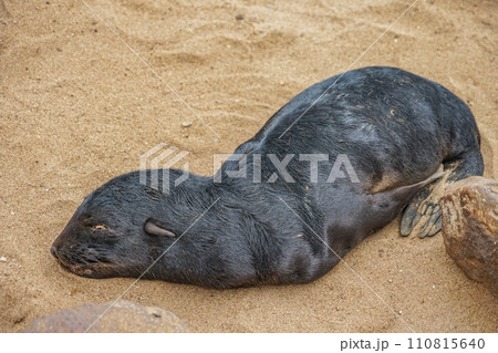 ミナミアフリカオットセイの子供 110815640