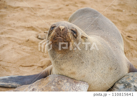 ミナミアフリカオットセイ ミナミアフリカオットセイ 110815641